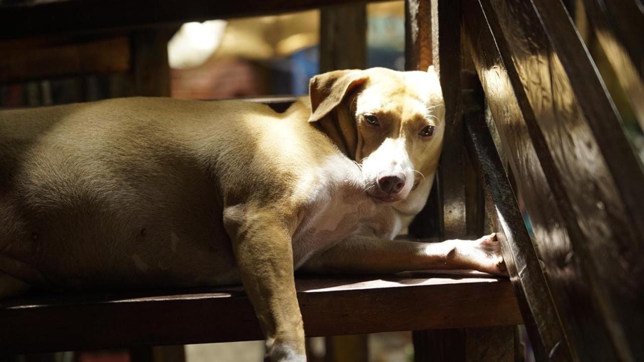 Lazy Dog Bed & Breakfast Balabag  Εξωτερικό φωτογραφία